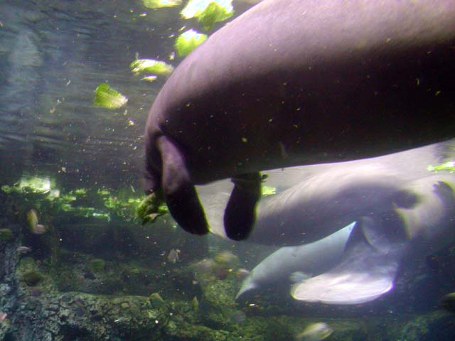 manatees